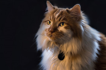 Картинка животные коты кот кошка пушистая взгляд портрет фон