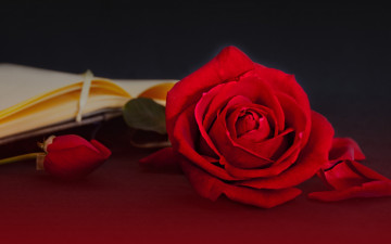 Картинка цветы розы бутоны лепестки книга стиль