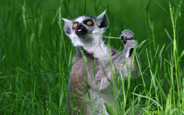 Картинка животные лемуры кошачий лемур катта трава