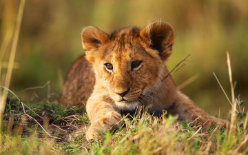 Картинка животные львы трава детеныш львенок