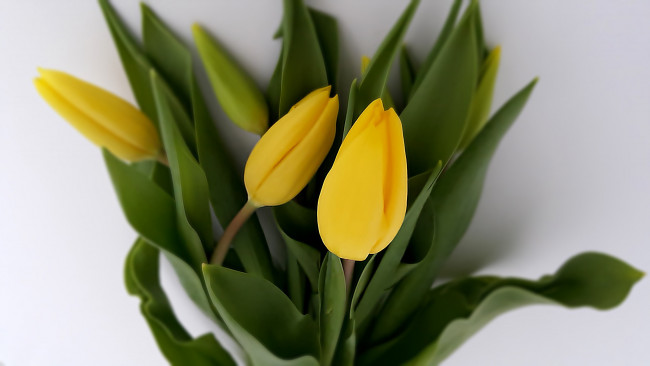 Обои картинки фото цветы, тюльпаны, желтый, солнечный, бутоны
