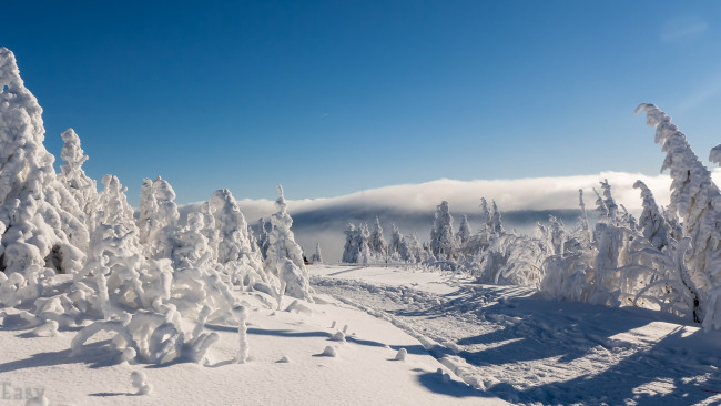 Обои картинки фото природа, зима, рудные, горы, саксония, германия, снег, дорога, деревья