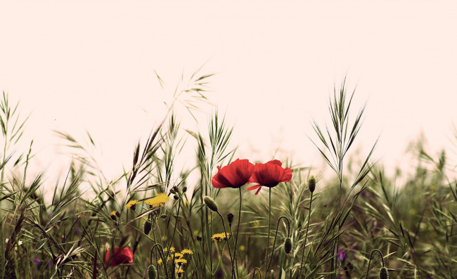 Обои картинки фото цветы, луговые , полевые,  цветы, лето, поле, маки