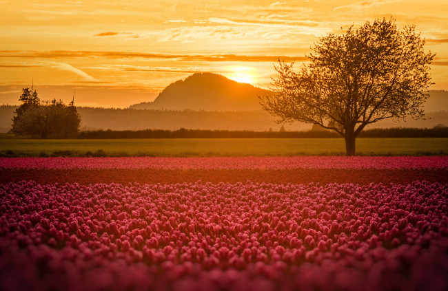 Обои картинки фото цветы, тюльпаны, свет, поле