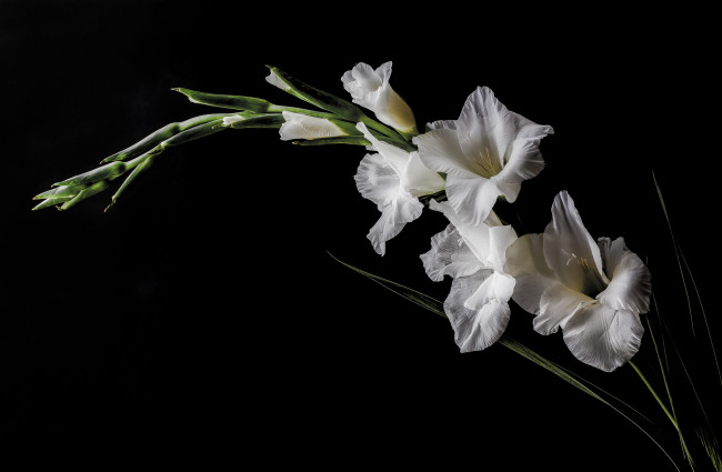 Обои картинки фото цветы, гладиолусы, цветок