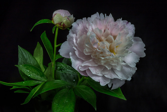 Обои картинки фото цветы, пионы, цветок