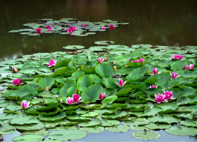 Обои картинки фото цветы, лилии водяные,  нимфеи,  кувшинки, водоем, листья, лилии