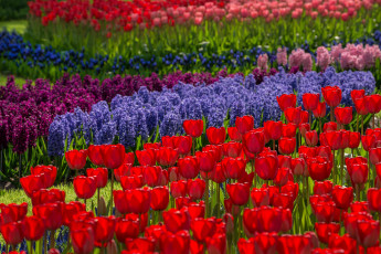 Картинка цветы разные+вместе тюльпаны вместе геацинт