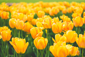 Картинка цветы тюльпаны природа макро широкоформатные размытые