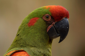 Картинка животные попугаи голова попугай