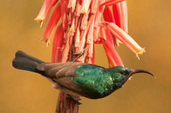 Картинка животные колибри птичка