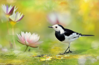 Картинка животные птицы цветок лотос вода птица