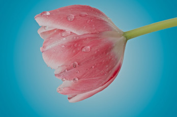 Картинка цветы тюльпаны тюльпан розовый капли