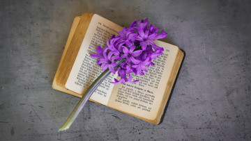 Картинка цветы гиацинты фиолетовые сиреневые книга композиция веточка текст ретро серый фон