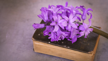 Картинка цветы гиацинты крупный план макро ретро фон переплет книга композиция сиреневые лепестки