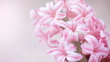 Картинка цветы глициния макро светлый фон гиацинты крупный план лепестки розовые