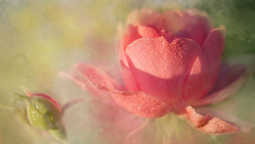 Картинка цветы розы роза лепестки роса арт пастельные тона художественная обработка дымка бутоны капли нежно фон светлый цветок бутон растворение