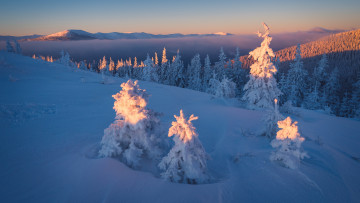 Картинка природа зима лес сказка ёлочки свет склон чудесно снег вечер верхушки ёлки красота освещение сугробы горы холмы красиво закат пейзаж небо тени сказочно ели