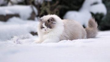 Картинка животные коты снег природа кошки зима широкоформатные