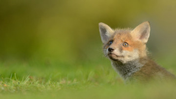 Картинка животные лисы фон портрет природа лисёнок мордочка лисенок зелень трава лиса