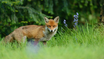 Картинка животные лисы лиса лес поляна ели цветы дикая природа трава лисичка фауна мордочка зелень ветки хвоя