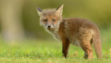 Картинка животные лисы лиса портрет фон природа лисёнок мордочка лисенок зелень трава