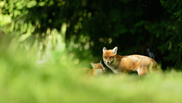 Картинка животные лисы лисёнок боке детеныш лиса мать лес размытый ель малыш природа фон фауна лисенок зелень ветки