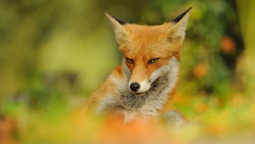 Картинка животные лисы портрет рыжая фон природа хитрая яркая фауна мордочка зелень лиса солнечно