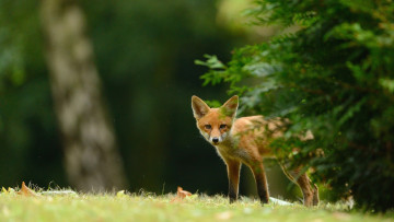 Картинка животные лисы прячется дикая природа зеленый фон выглядывает трава лисёнок дождь поляна хвоя лисенок ветки лиса лес