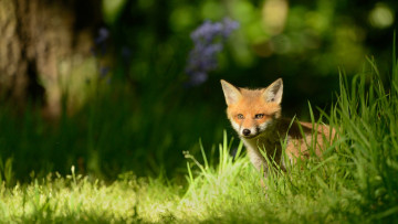 Картинка животные лисы зелень лисенок лужайка малыш фон выглядывает лес лиса трава солнечно парк природа лисёнок боке мордочка