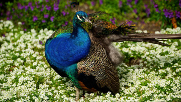 Картинка животные павлины природа оперение цветы перья сад павлин птица лето