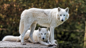 обоя животные, волки,  койоты,  шакалы, двое, два, фон, взгляд, полярный, волка, арктический, морда, природа, волк, белый, профиль, пара, боке, камень