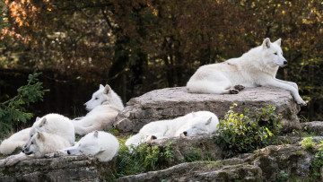 обоя животные, волки,  койоты,  шакалы, лежит, отдых, зоопарк, полярный, камни, группа, стая, сон, арктический, белые, природа, волк, лежат, спят, белый, деревья