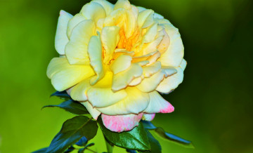 Картинка цветы розы цветок белый