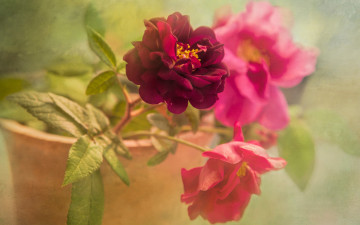 Картинка цветы пионы роза лепестки розовые горшок растворение зеленый букет фон яркие алые художественная обработка розы композиция листья