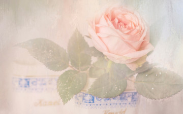 Картинка цветы розы бутон растворение арт пастельные тона дымка горшок нежно фон светлый цветок роза розовая художественная обработка композиция листья