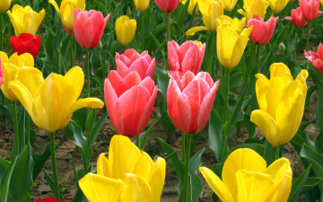 Картинка цветы тюльпаны красные желтые поле