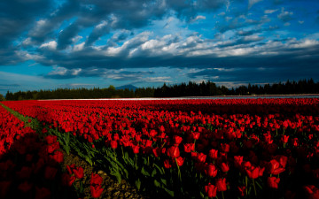 Картинка цветы тюльпаны красочно освещение тени атмосферно поле тюльпановое ряды клумбы лес облака тучи сочно свет природа красные грядки алые контрастно линии синева тюльпановая ферма море цветов ярко небо пейзаж