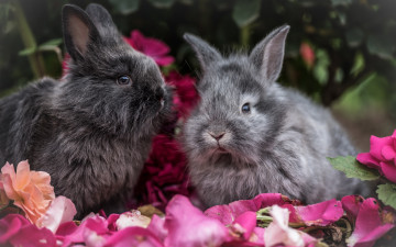 обоя животные, кролики,  зайцы, цветы, размытые
