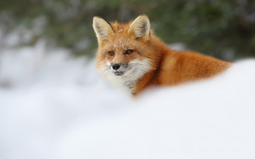 Картинка животные лисы размытые широкоформатные снег природа зима