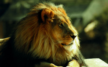 Картинка животные львы лев царь зверей