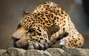 Картинка животные Ягуары бревна хищник зверь шрамы