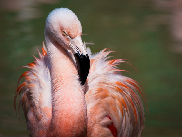Обои картинки фото животные, фламинго, птица