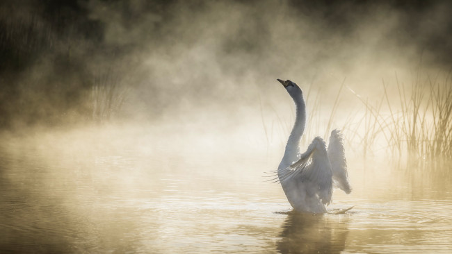 Обои картинки фото животные, лебеди, туман, утро, лебедь, озеро