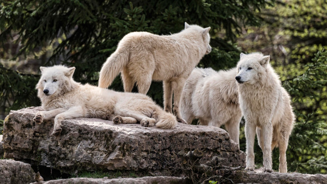 Обои картинки фото животные, волки,  койоты,  шакалы, арктический, стая, сон, лежит, отдых, природа, волк, зоопарк, деревья, лежат, белые, белый, спят, полярный, камни, группа