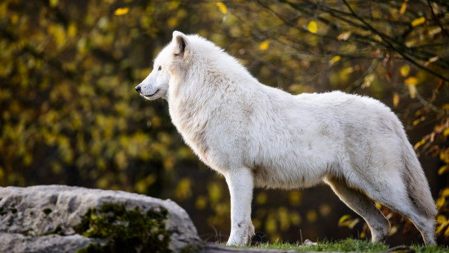 Обои картинки фото животные, волки,  койоты,  шакалы, осень, арктический, листья, полярный, ветки, камень, волк, профиль, белый, природа