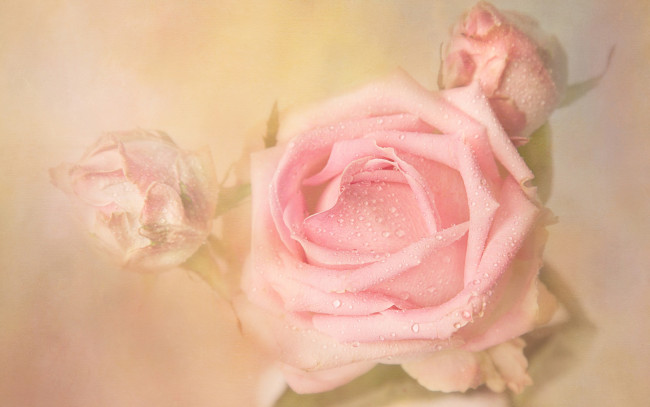 Обои картинки фото цветы, розы, дымка, роса, бутоны, капли, бутон, растворение, нежно, фон, светлый, пастельные, тона, художественная, обработка, роза