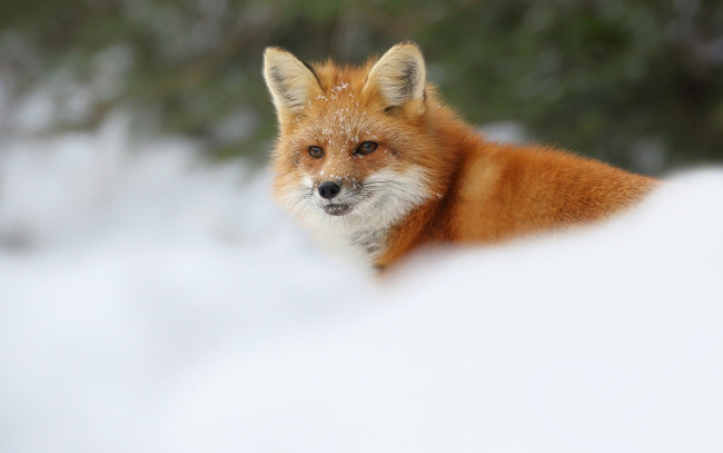 Обои картинки фото животные, лисы, размытые, широкоформатные, снег, природа, зима