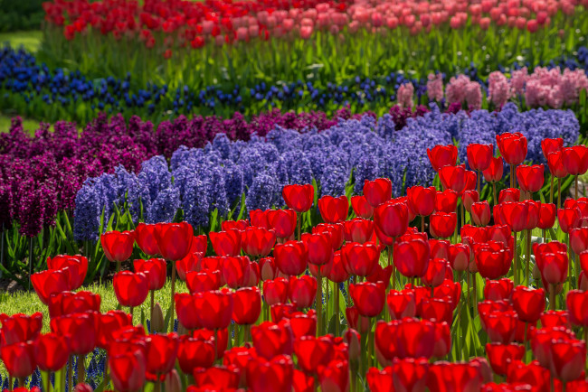 Обои картинки фото цветы, разные вместе, тюльпаны, вместе, геацинт