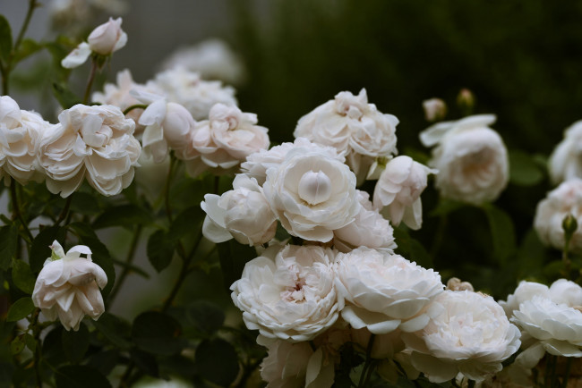 Обои картинки фото цветы, розы, широкоформатные, природа, макро
